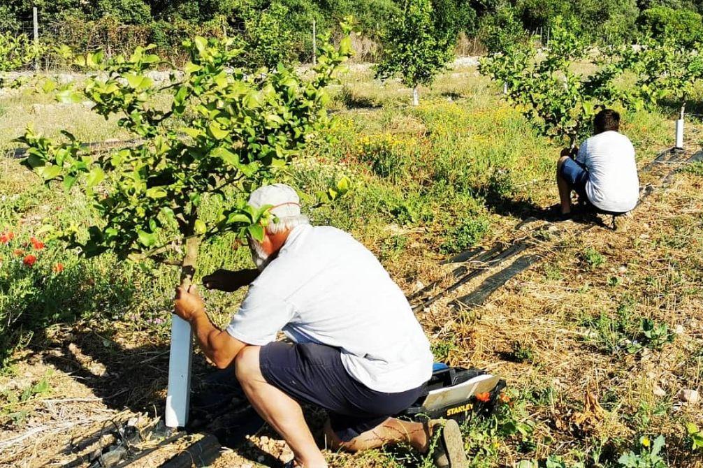 The FOGAIBA paid almost 10 million euros in aid to the primary and agri-food sector of the Balearic Islands during the month of December