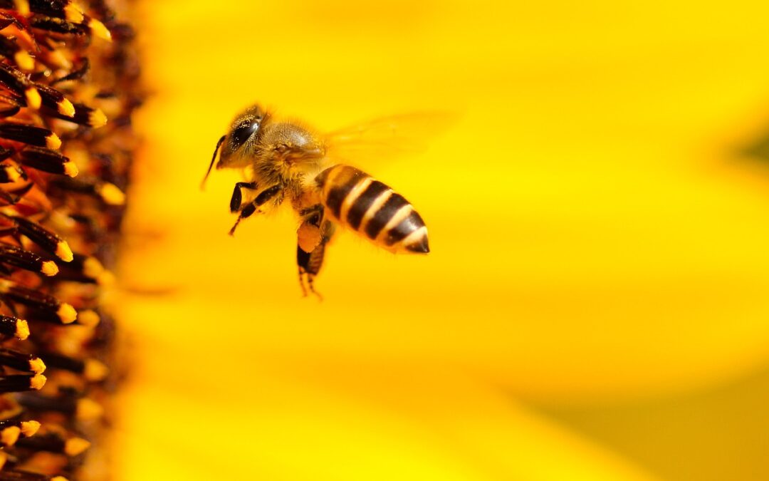 Agriculture will promote a programme for the recovery of the Balearic Islands’ native bees