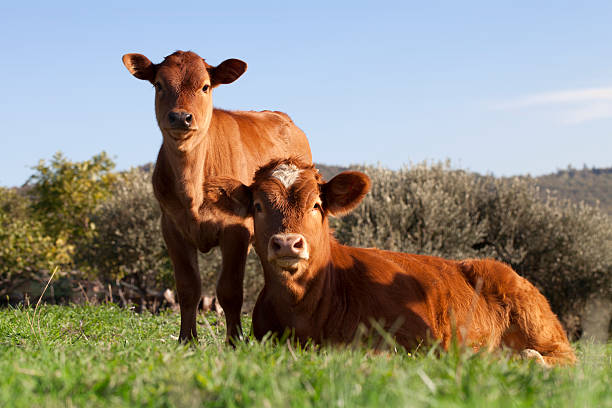 More than 136,000 livestock and citrus farmers have received government aid to deal with the crisis caused by the war in Ukraine.