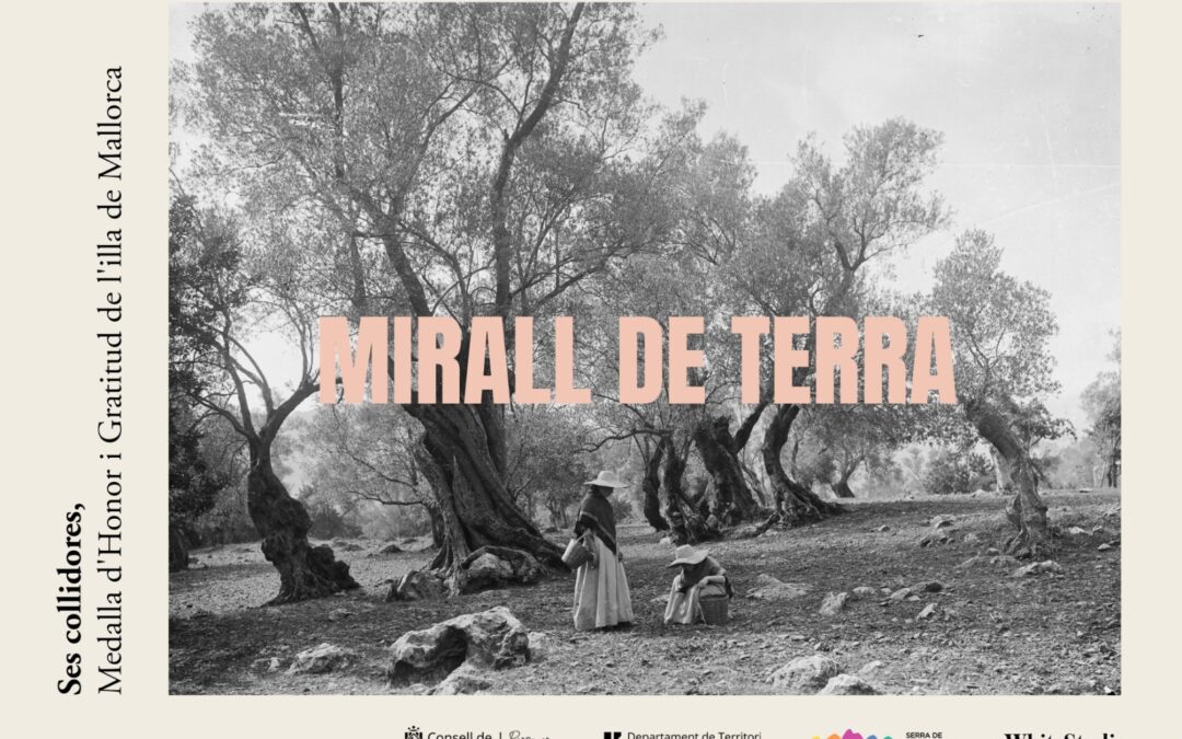 The Consell de Mallorca premieres ‘Mirall de Terra’, a documentary about olive ‘collidores’.