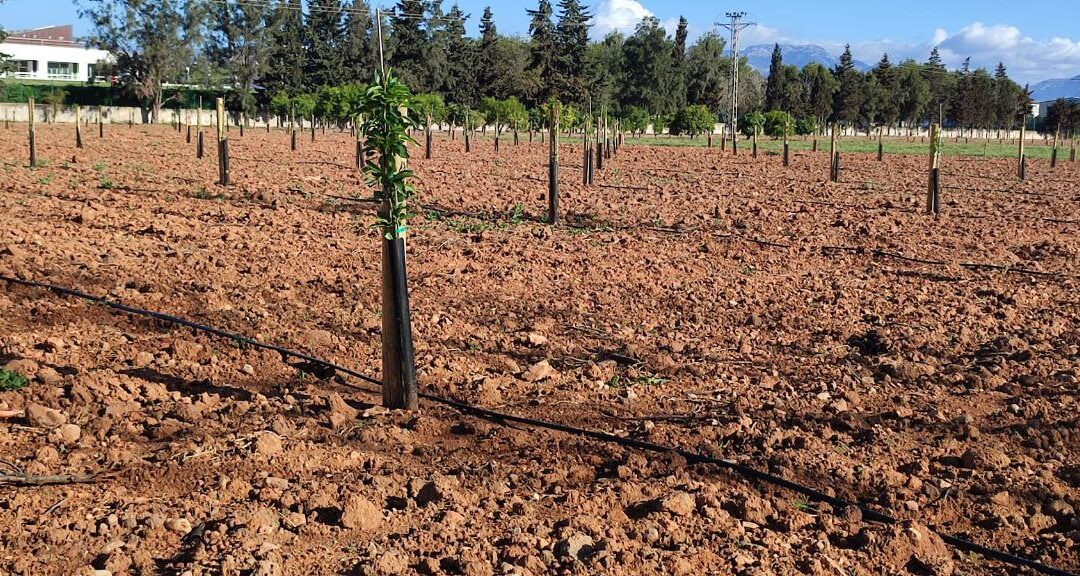 El IRFAP realiza una plantación experimental de almendros para evaluar el comportamiento agronómico de nuevas variedades, en las Illes Balears