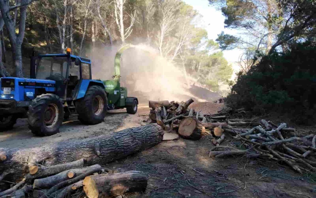 The Conselleria de Agricultura, Pesca y Medio Natural carries out restoration and improvement works in the Sivinar de Mongofra, in the Parc Natural de s’Albufera des Grau