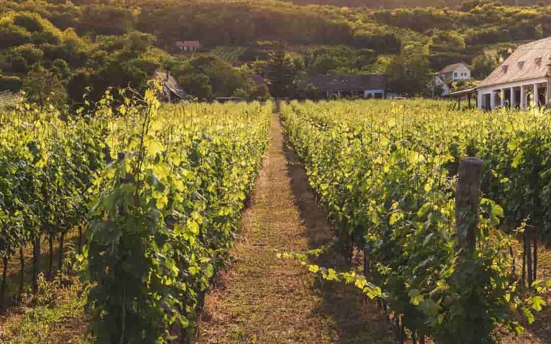 The Ministry of Agriculture, Fisheries and Natural Environment recovers the names of the vine varieties planted in the Balearic Islands since 1787