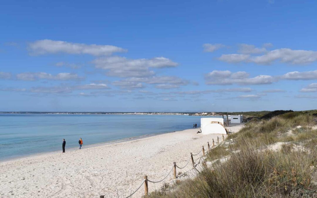 Medio Natural removes the piles of Posidonia remains accumulated for decades in S’Arenal de Sa Ràpita, in the Maritime-Terrestrial Natural Park Es Trenc – Salobrar de Campos, and returns them to the sea.