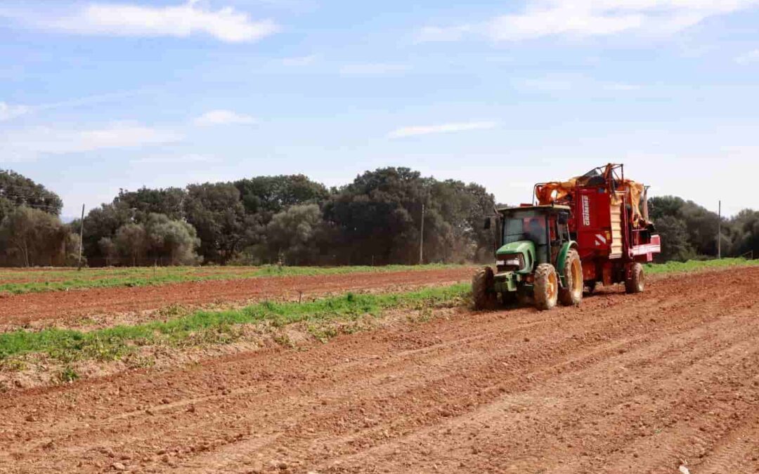 The 2024 extra-early potato export season starts on Friday 15th March