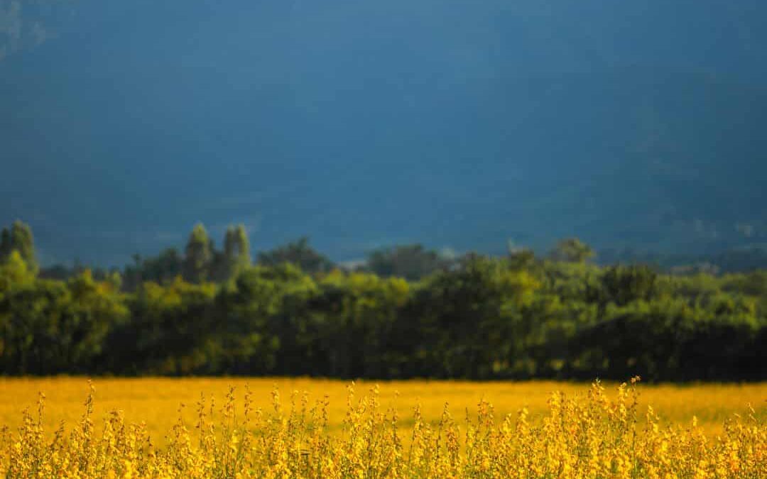 The agricultural surface area for organic production grew by 10% in the Balearic Islands in 2023