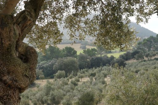 Agriculture, Fisheries and the Environment inject more than 1.5 million euros into the primary sector of the Balearic Islands