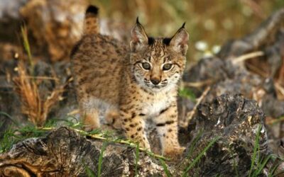 The Iberian lynx population surpassed 2,000 in 2023 and is progressively moving away from the risk of extinction