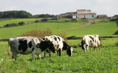 Agriculture, Fisheries and the Environment make a new payment of more than 1.6 million euros to the primary sector of the Balearic Islands