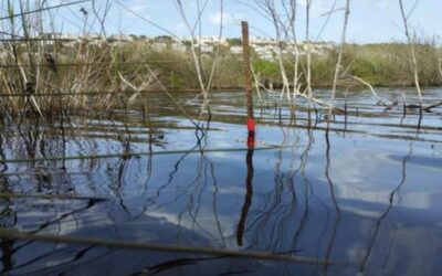 Intervention in the Son Bou wetland area to prevent eutrophication and guarantee the sanitary conditions of the beach