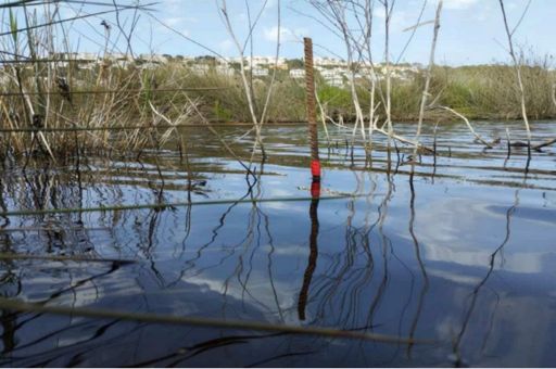 Intervention in the Son Bou wetland area to prevent eutrophication and guarantee the sanitary conditions of the beach