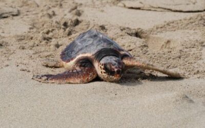 The Natural Environment Department has announced the start of the third edition of the campaign to raise awareness of sea turtle nesting in the Balearic Islands