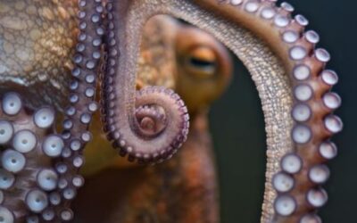 Fisheries inspectors intervene on recreational fishermen with octopus underweight for capture