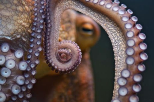 Fisheries inspectors intervene on recreational fishermen with octopus underweight for capture