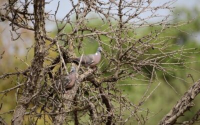 The Consell de Mallorca declares a temporary hunting emergency to regulate the populations of wood pigeons and doves due to the damage and risks they cause