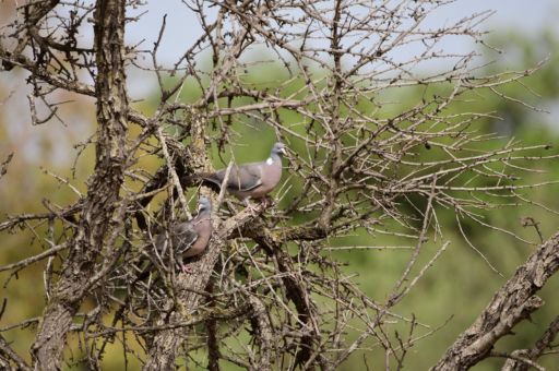 The Consell de Mallorca declares a temporary hunting emergency to regulate the populations of wood pigeons and doves due to the damage and risks they cause