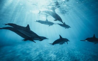 The Menorca Biosphere Reserve Agency will contribute to spreading knowledge of marine mammals