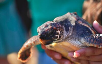 The Regional Ministry of Agriculture, Fisheries and the Natural Environment releases 68 sea turtles hatched in Mallorca last summer into the sea