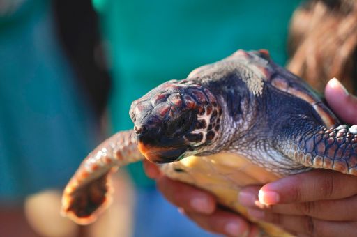 The Regional Ministry of Agriculture, Fisheries and the Natural Environment releases 68 sea turtles hatched in Mallorca last summer into the sea