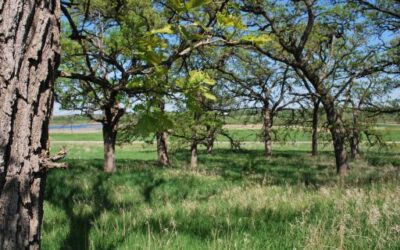 The Natural Environment is holding informative talks in schools and town councils in Mallorca to explain the control measures for the great oak capricorn tree