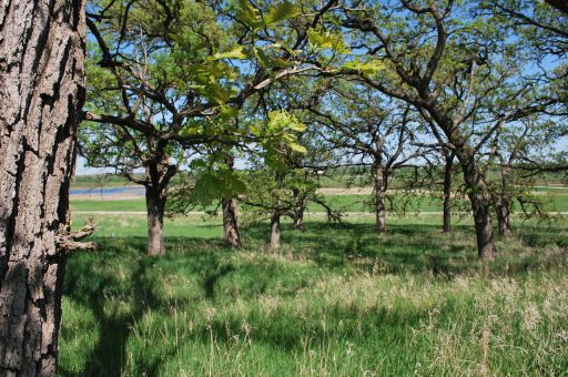 The Natural Environment is holding informative talks in schools and town councils in Mallorca to explain the control measures for the great oak capricorn tree