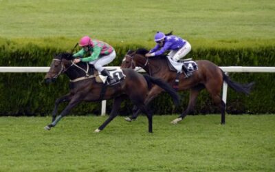 The Department of Sports allocates 12,000 euros to the Hippodromes of Menorca for the organisation of trotting races.