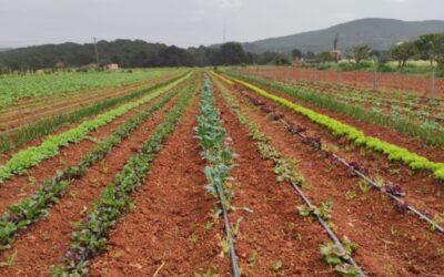 The Ministry of Agriculture, Fisheries and the Natural Environment opens the public consultation process for the preliminary draft of the new agricultural law of the Balearic Islands