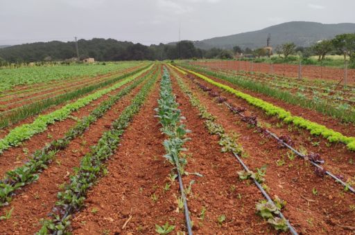 The Ministry of Agriculture, Fisheries and the Natural Environment opens the public consultation process for the preliminary draft of the new agricultural law of the Balearic Islands