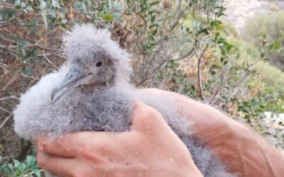 Controlled pairs of endangered Balearic shearwaters have increased fourfold since 2013 in the Natural Park of sa Dragonera