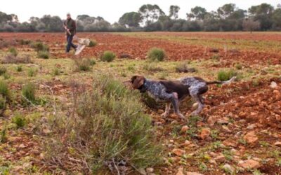 The Consell de Mallorca opens the half-closed season for quail, wood pigeon and hare in the modalities of greyhounds and falconry