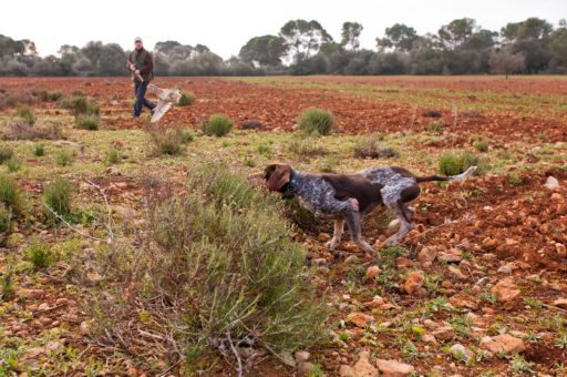 The Consell de Mallorca opens the half-closed season for quail, wood pigeon and hare in the modalities of greyhounds and falconry