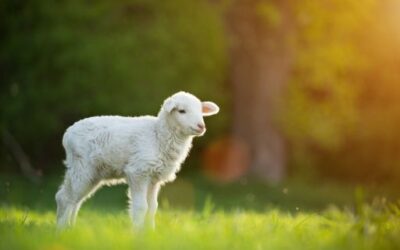 Agriculture declares Mallorca an area affected by bluetongue