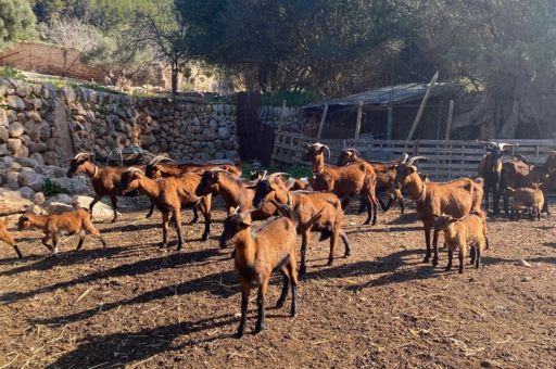 En las Illes Balears ya hay un total de 78 focos confirmados de lengua azul