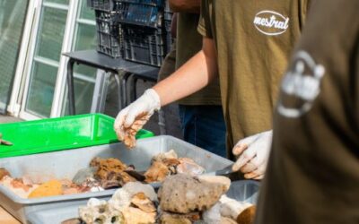 Nearly one tonne of geological material seized at Menorca airport returns to its natural habitat