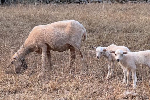 Ibiza adds its first two cases of bluetongue and brings the total number of outbreaks in the Balearic Islands to 123