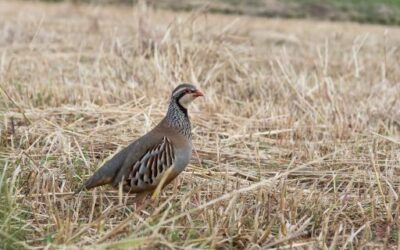 The Island Hunting Directorate opens the general closed season and extends it for some modalities and species