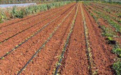 Más de 120 jóvenes se incorporan al sector agrario de las Illes Balears