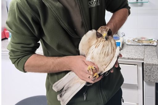 La Conselleria de Agricultura, Pesca y Medio Natural libera en el Parque Natural de Ses Salines de Ibiza y Formentera un ejemplar de águila calzada que se ha recuperado en las instalaciones del COFIB