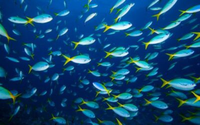 The Regional Ministry of Agriculture, Fisheries and the Natural Environment announced during the Fisheries Council that it will allocate 2.5 million euros of ITS funds to the sector to increase, among other things, the means of surveillance in Marine Reserves