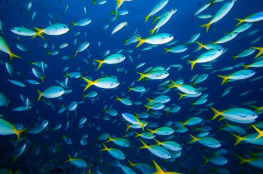 The Regional Ministry of Agriculture, Fisheries and the Natural Environment announced during the Fisheries Council that it will allocate 2.5 million euros of ITS funds to the sector to increase, among other things, the means of surveillance in Marine Reserves