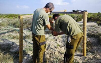 The Natural Environment is carrying out a project in the Es Trenc-Salobrar de Campos Natural Park to repopulate this area with catalogued, protected and almost extinct flora in the Balearic Islands