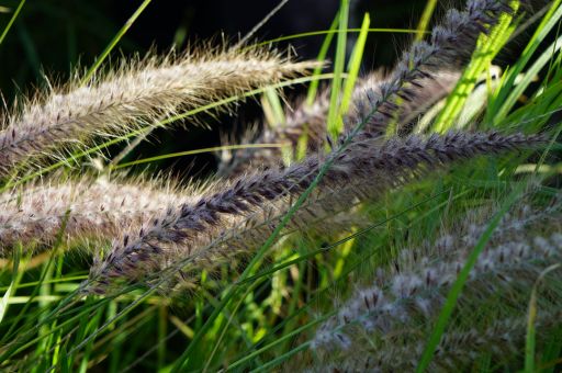 The Regional Ministry of Agriculture, Fisheries and the Natural Environment sanction two nurseries for selling invasive flora