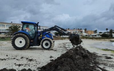 The Beach Cleaning Service returns the Posidonia removed during the summer to eight beaches in Menorca