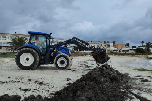 The Beach Cleaning Service returns the Posidonia removed during the summer to eight beaches in Menorca