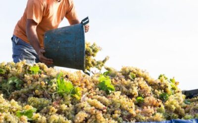 El Consell Insular escalona la producción de aceite y vino de Menorca