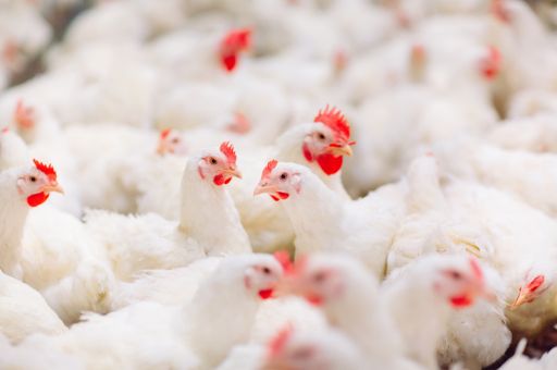 The Government closes the integrated environmental authorisation procedure for the project of a hen farm in Sineu