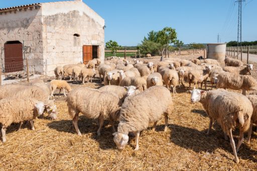 The Balearic Islands livestock sector is unanimous in its support for the Government to continue with the bluetongue eradication programme